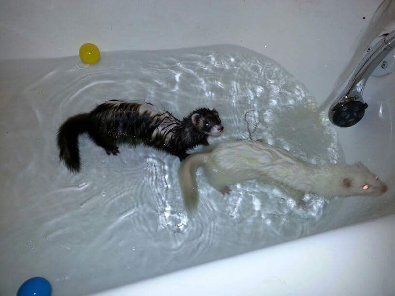 Carbuncle and Moogleby enjoying the occasional bath.